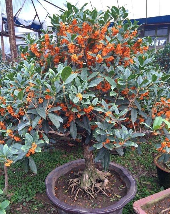 桂花盆栽 桂花盆栽