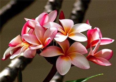 红花缅栀