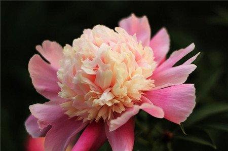 球花台阁型 球花台阁型