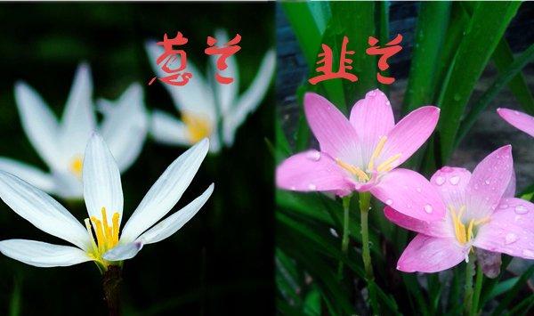 葱兰与韭兰的区别