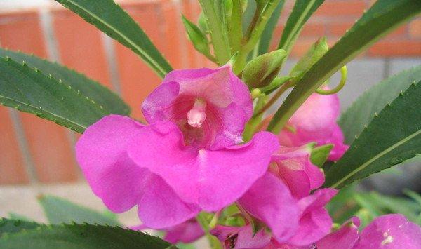 凤仙花品种赏析