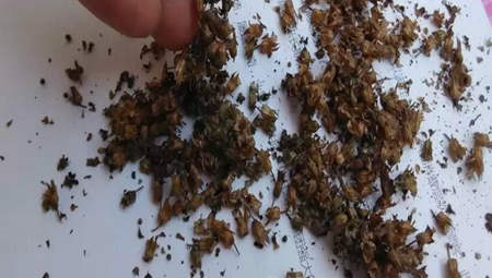 紫苏种子收集 紫苏种子收集