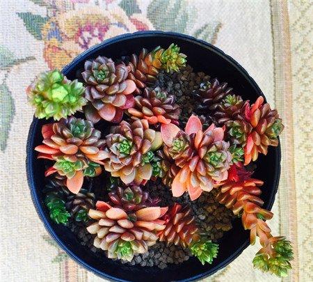 小玉开花图片赏析