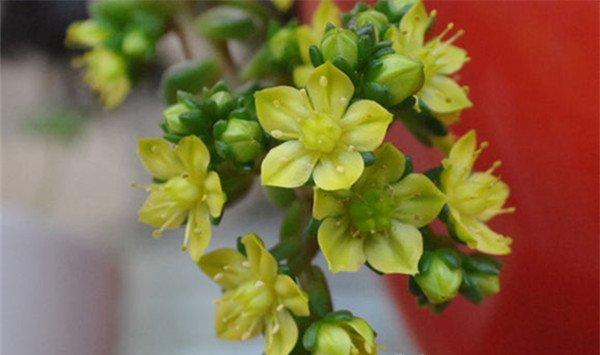 小玉开完花会死吗