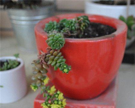 小玉开完花会死吗