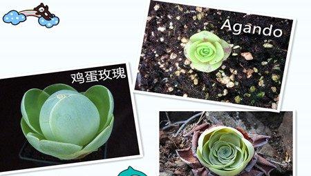 三种山地玫瑰 三种山地玫瑰