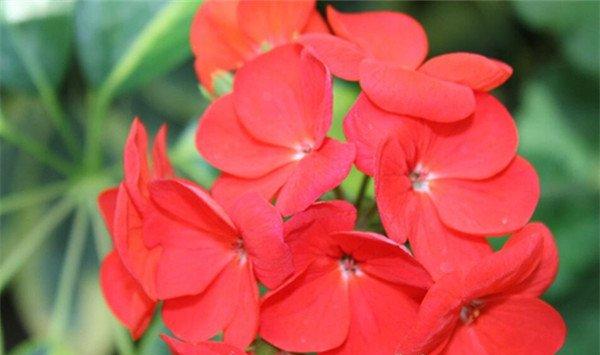 凤仙花怎么种