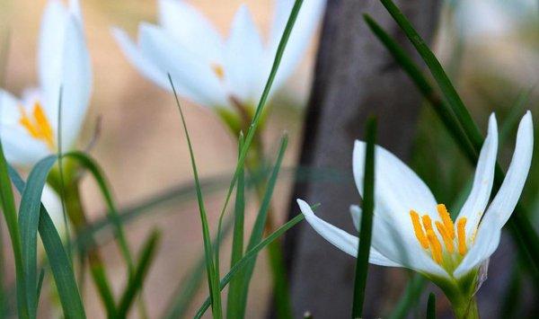 葱兰什么时候开花