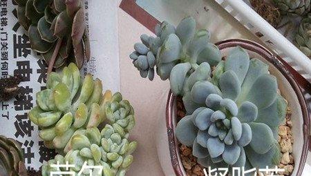 凝脂莲和劳尔叶片不同