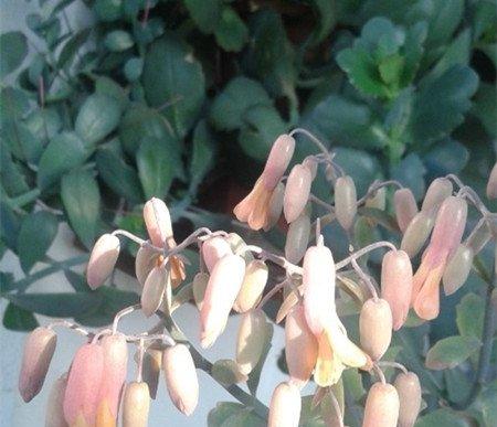 玉吊钟会开花吗 玉吊钟会开花吗