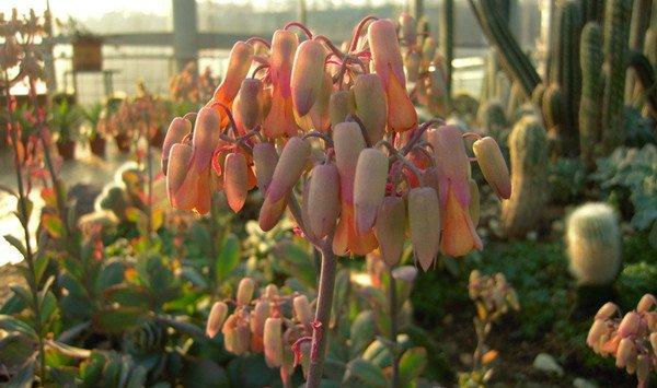 玉吊钟开花吗