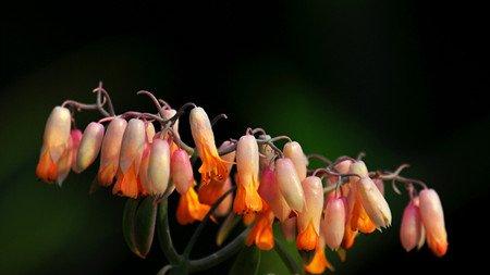 玉吊钟花语 玉吊钟花语