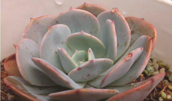 红粉台阁怎么养