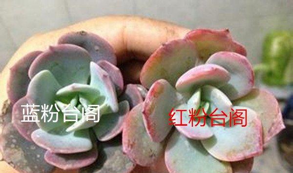 红粉台阁和蓝粉台阁的区别