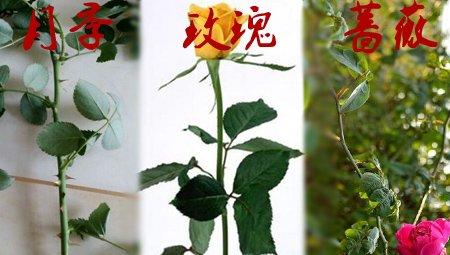 玫瑰月季蔷薇花的区别:枝条不同 玫瑰月季蔷薇花的区别:枝条不同
