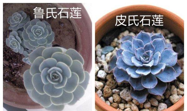 鲁氏石莲和皮氏石莲的区别