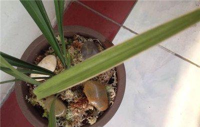 兰花缺磷的表现