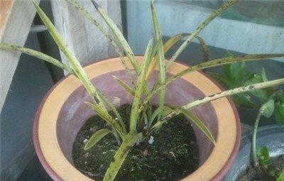 兰花缺锰的表现
