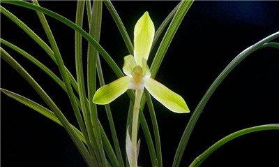 观姿赏兰花 观姿赏兰花
