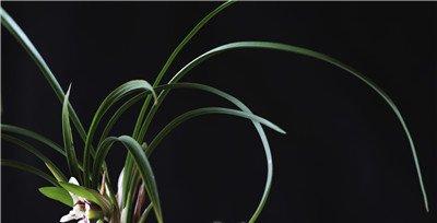 闻香识兰花 闻香识兰花