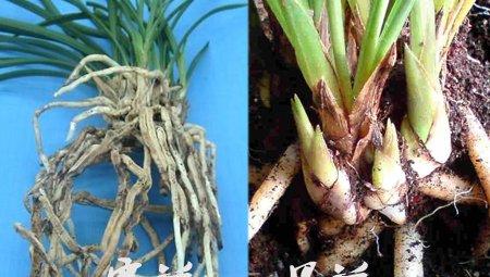 墨兰与寒兰的区别：看鳞茎