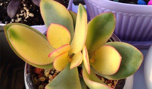 花月锦都有哪些斑锦变异品种