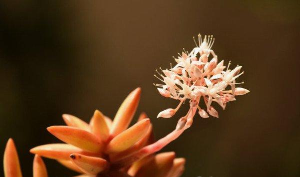 铭月会开花吗