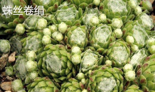 蛛丝卷绢和毛卷娟、红卷娟的区别