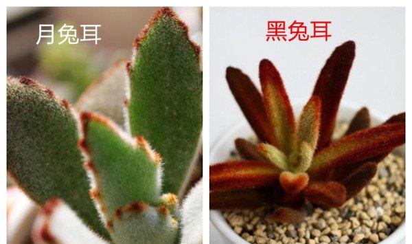 月兔耳和黑兔耳的区别