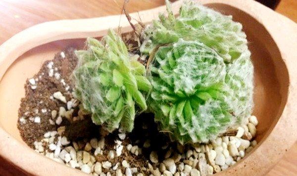 蛛丝卷绢养殖方法和注意事项