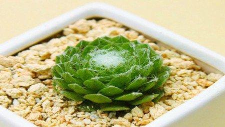 蛛丝卷绢施肥