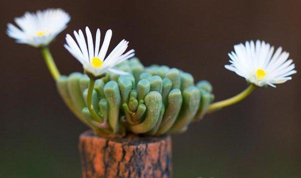 五十铃玉开花会死吗