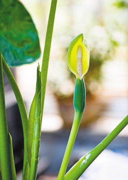 滴水观音开花 滴水观音开花