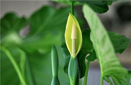 滴水观音开花欣赏 滴水观音开花欣赏