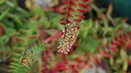 茜之塔花