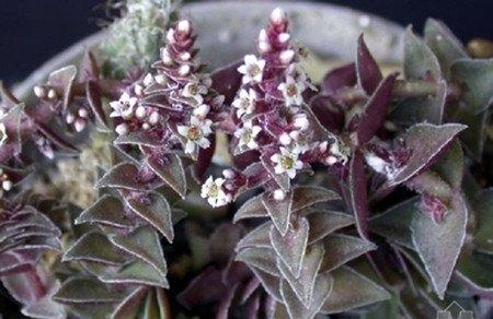 茜之塔开花