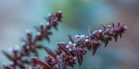 茜之塔开花了