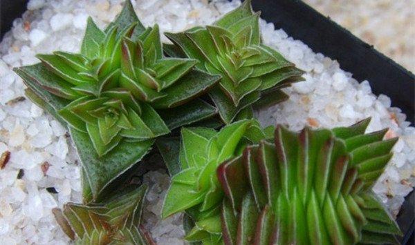 茜之塔的花语