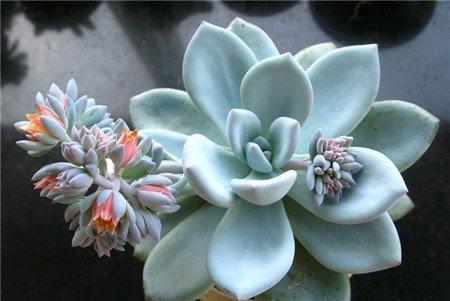 霜之朝开完花会死吗 霜之朝开完花会死吗