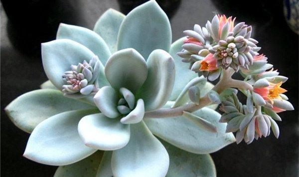 霜之朝开完花会死吗