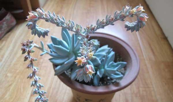 霜之朝的花语是什么