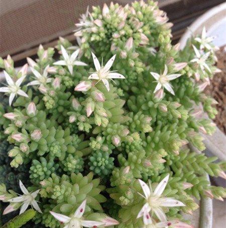 薄雪万年草花