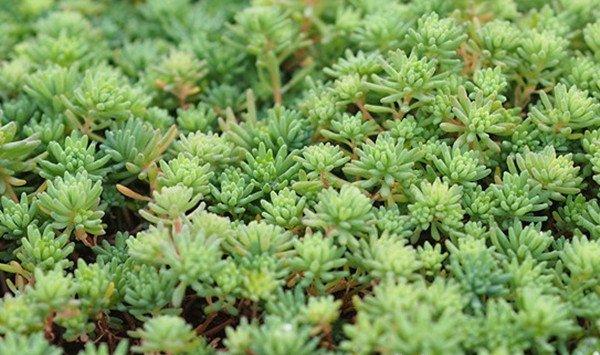 薄雪万年草适合露养吗