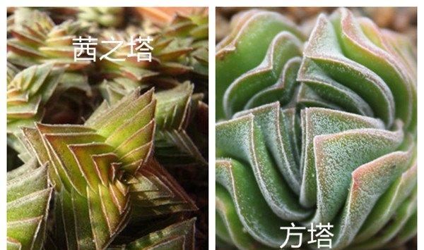 茜之塔和方塔的区别
