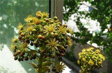 黑法师会开花 黑法师会开花