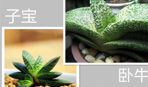 你能区分子宝和卧牛吗