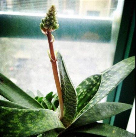 子宝开花 子宝开花