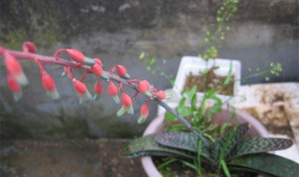 子宝会开花吗