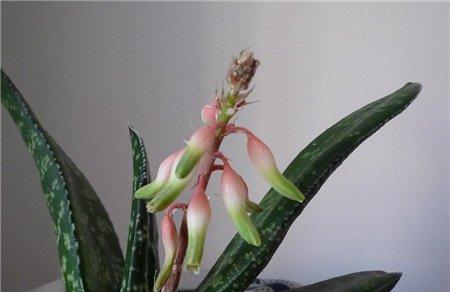 子宝开花 子宝开花