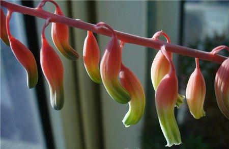 子宝开花 子宝开花